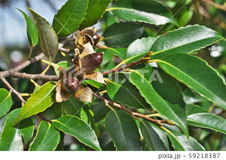 茶色のスダジイの実 59218387