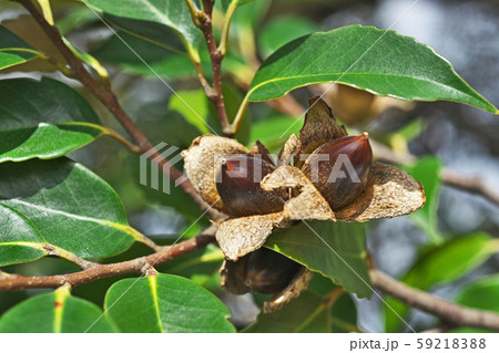 茶色のスダジイの実 59218388