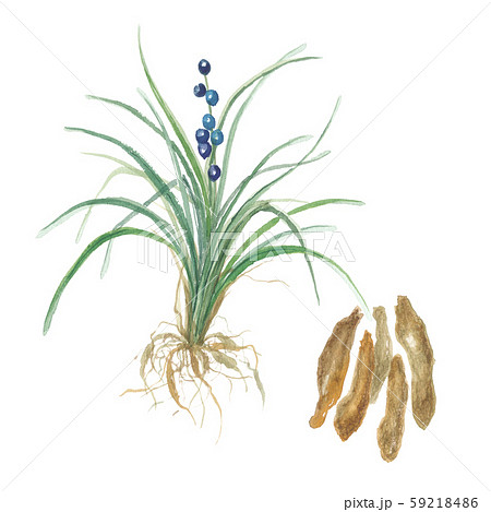ジャノヒゲと根 バクモンドウのイラスト素材