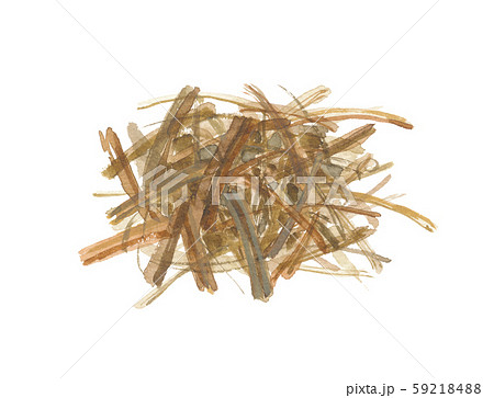 延命草　エンメイソウ　茎葉 59218488
