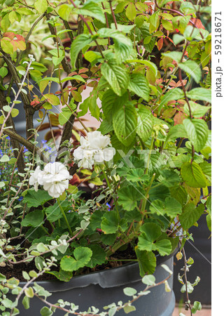 nice flowers in the containers nice flowers in the containers 59218671
