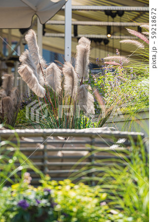 nice flowers in the containers nice flowers in the containers 59218672