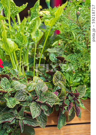 nice flowers in the containers nice flowers in the containers 59218717