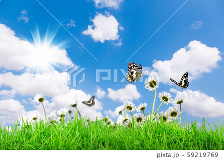 Chamomiles daisies macro in summer spring field on 59219769