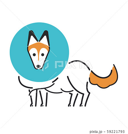 犬　ポーズ　表情　１匹　エリザベス　シェットランドシープドッグ 59221793