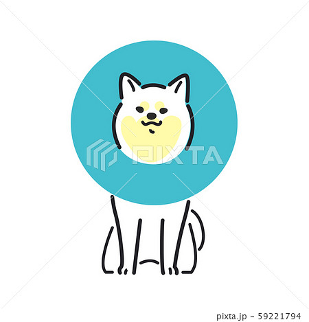 犬　ポーズ　表情　１匹　エリザベス　柴犬 59221794