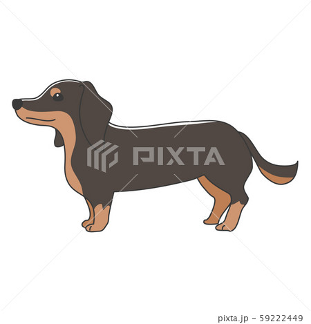 犬 ポーズ 表情 １匹 ミニチュアダックスフンド 立つのイラスト素材