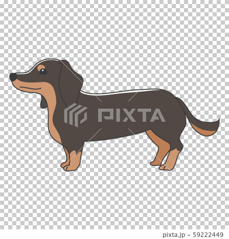 Dog posing facial expression 1 miniature dachshund standing Dog posing facial expression 1 miniature dachshund standing 59222449