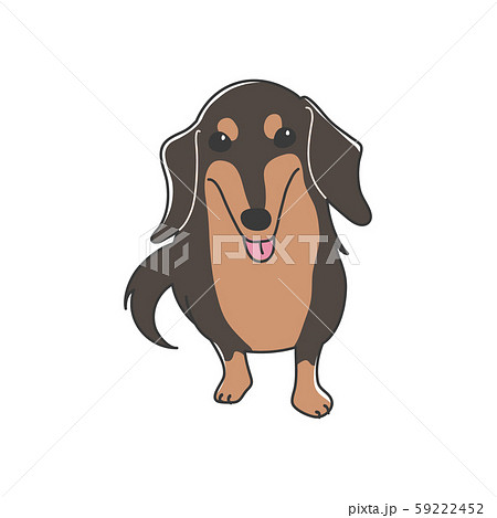犬 ポーズ 表情 １匹 ミニチュアダックスフンド おすわりのイラスト素材