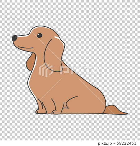 犬 ポーズ 表情 １匹 ミニチュアダックスフンド おすわりのイラスト素材