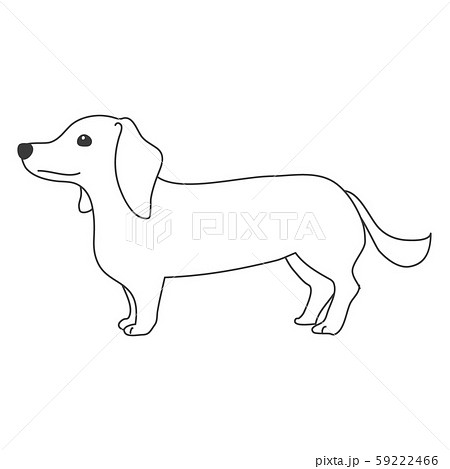 犬 ポーズ 表情 １匹 ミニチュアダックスフンド 立つのイラスト素材
