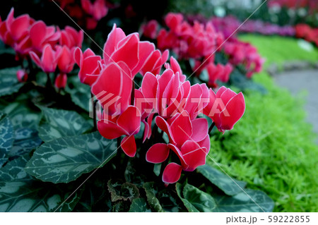 Beautiful Orchid flower in tropical garden close 59222855