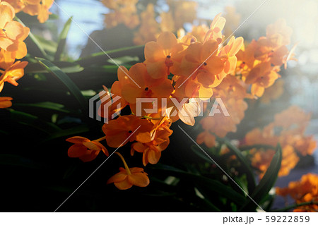 Beautiful Orchid flower in tropical garden close 59222859