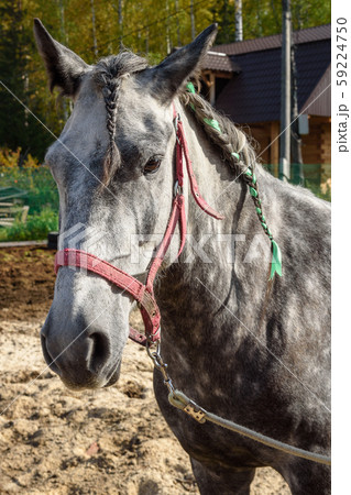 Dappled gray horse with pigtails Dappled gray horse with pigtails 59224750