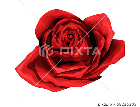 Rose hand drawing and colored. A blossoming rosebud. Vector illustration. 59225305