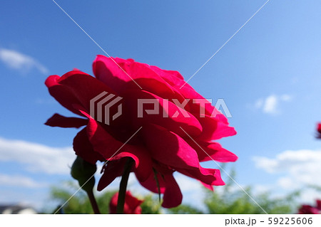 真っ赤なバラ 59225606