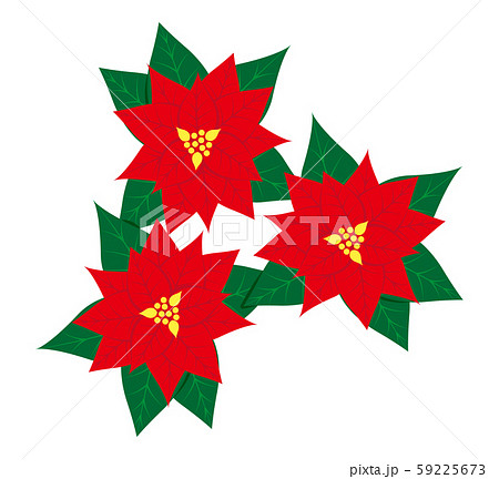 ポインセチア 59225673