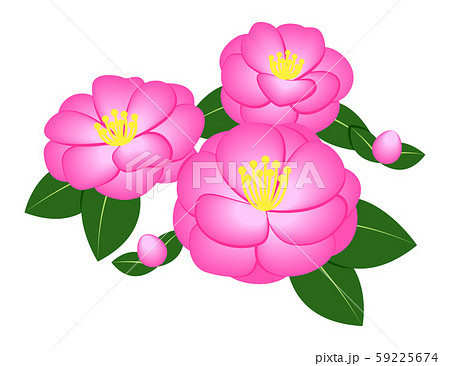 さざんか 59225674