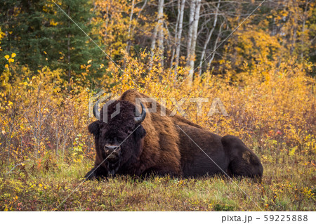 カナダ ウッドバッファロー国立公園の野牛 Wood Buffalo National Park カナダ ウッドバッファロー国立公園の野牛 Wood Buffalo National Park 59225888