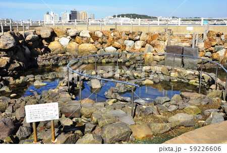 藤沢市江の島 さざえ島のタイドプール 藤沢市江の島 さざえ島のタイドプール 59226606
