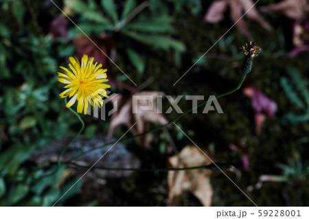 黄色い花の野草の写真素材