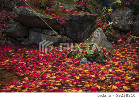 紅葉の絨毯 紅葉の絨毯 59228510