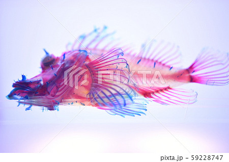 透明標本 透明標本 59228747