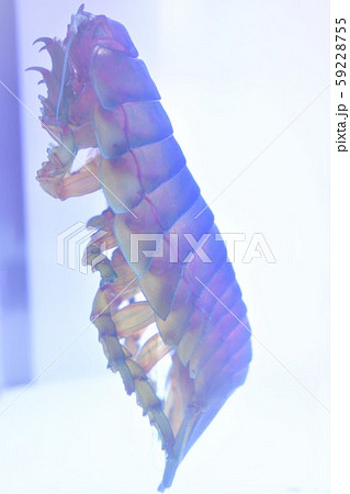 透明標本 59228755