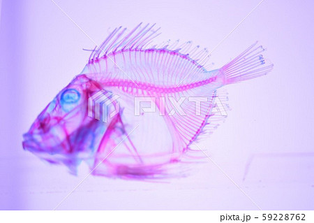 透明標本 透明標本 59228762