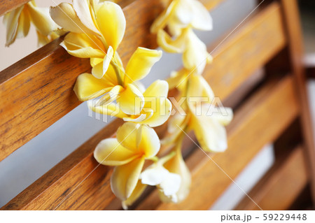 フランジパニのレイ フランジパニのレイ 59229448