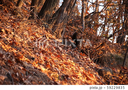 松 岩山 ボヒョンボン 59229835