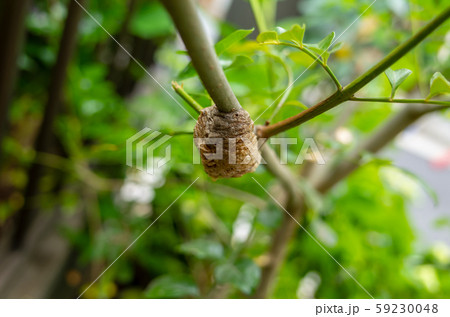 カマキリの卵 59230048