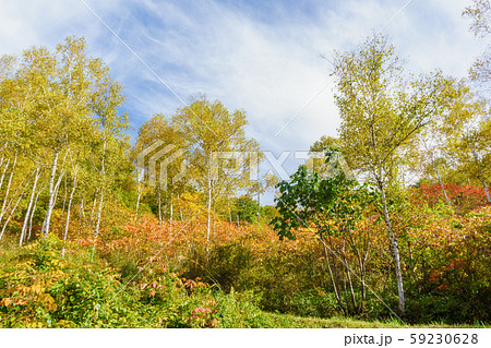 秋の色付く木々 59230628