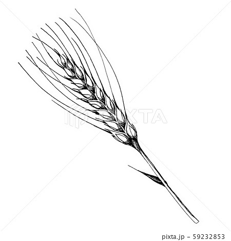 Vector ear of wheat. Black and white engraved ink art. Isolated spica illustration element. 59232853