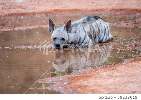 Striped Hyenas or hyaena hyaena have excellent senses of vision, hearing and smell spotted this elusive individual at evening safari near pond at ranthambore national park and tiger reserve, india 59233019