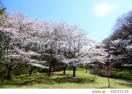 春の印象 桜咲く公園 春の印象 桜咲く公園 59233176