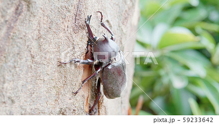 a unicorn beetle on tree 59233642