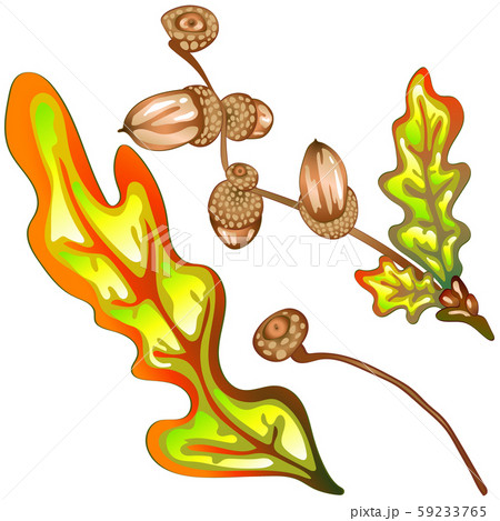 Vector autumn yellow oak leaves and acorn plant. Leaf plant botanical garden floral foliage. 59233765