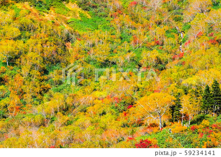 栂池自然園 (秋) 栂池自然園 (秋) 59234141