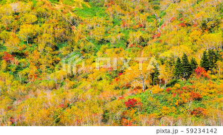 栂池自然園 （秋） 59234142