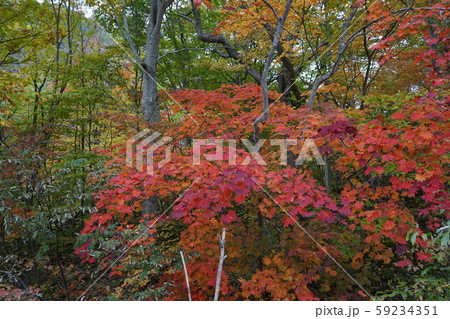 早坂峠の秋 早坂峠の秋 59234351