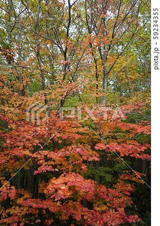 早坂峠の秋 早坂峠の秋 59234355