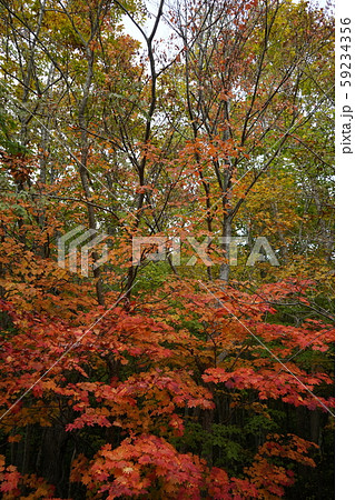 早坂峠の秋 早坂峠の秋 59234356