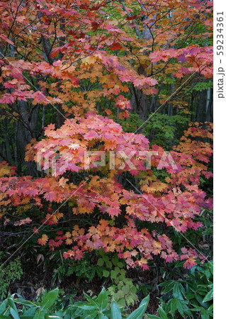 早坂峠の秋 早坂峠の秋 59234361