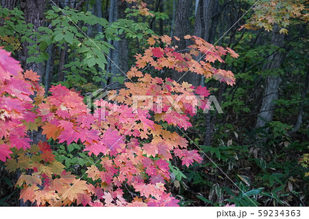 早坂峠の秋 早坂峠の秋 59234363