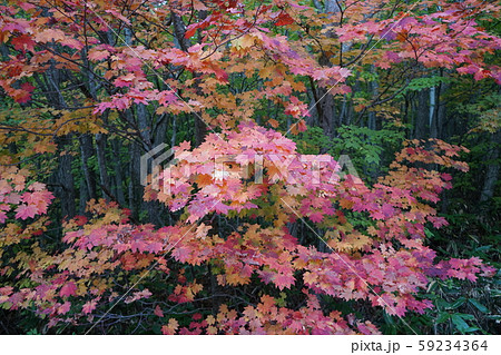 早坂峠の秋 早坂峠の秋 59234364