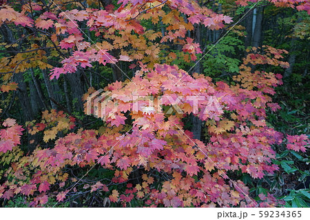 早坂峠の秋 早坂峠の秋 59234365