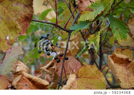 早坂峠の秋 早坂峠の秋 59234368