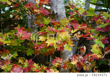 早坂峠の秋 早坂峠の秋 59234371