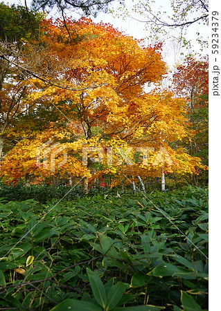 早坂峠の秋 早坂峠の秋 59234379